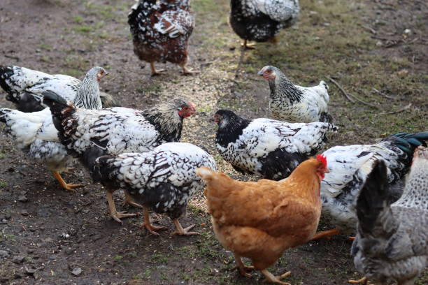 istock Group of mixed hens pecking at seed 2191672773