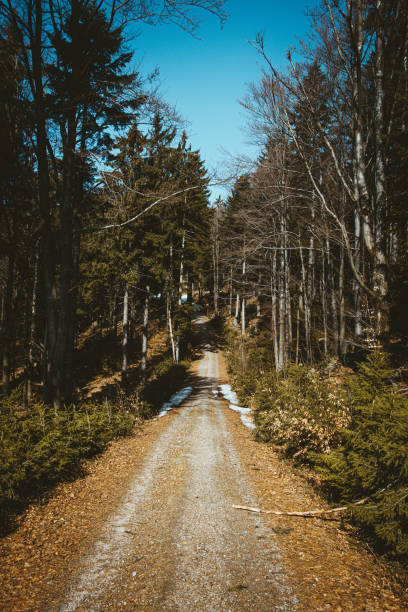 Path in the bavarian forest in the spring
