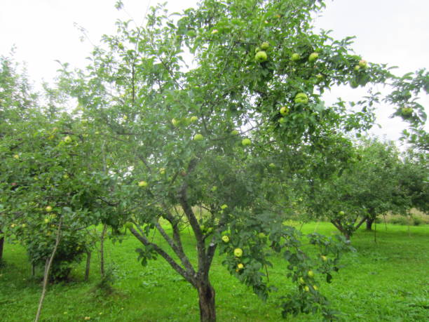 istock Apple trees full of apples in Belarus 2191673066