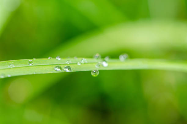 Green grass with dew and waterdrops on the grass