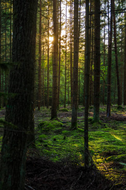 istock Sunrays through the trees in the green bavarian forest 2191673883