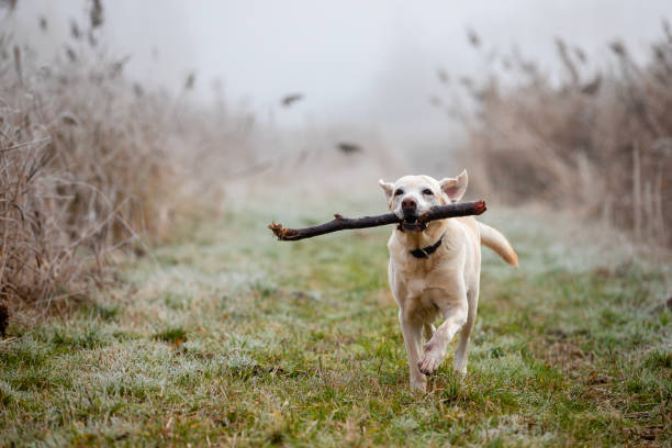 istock Happy dog running on meadow with stick in mouth 2191673966