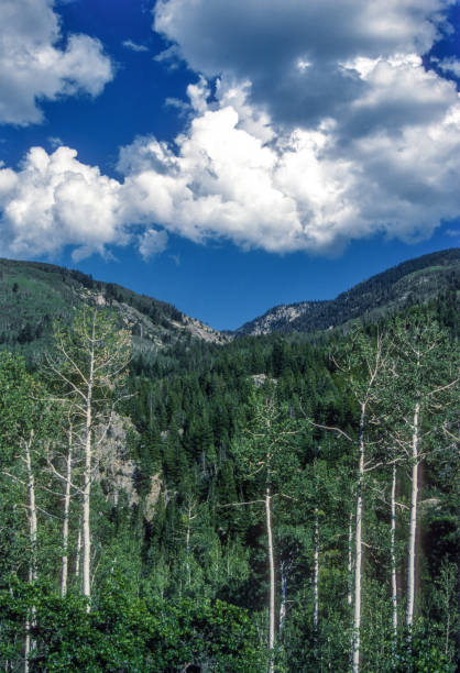 Colorado - Fish Creek Falls Area - 1986. Scanned from Kodachrome 25 slide.