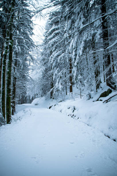 istock Forest in the winter with snow in the bavarian forest 2191675619