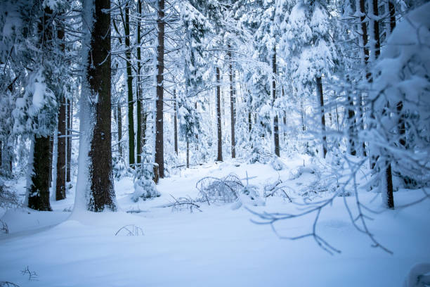Forest in the winter with snow in the bavarian forest