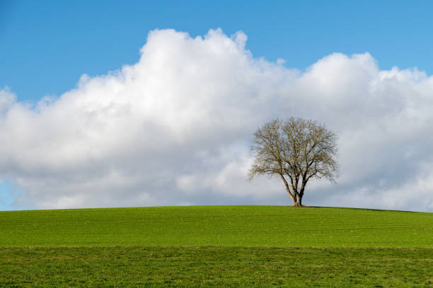 istock Loneley tree with a field in front of and clouds on the sky 2191675660