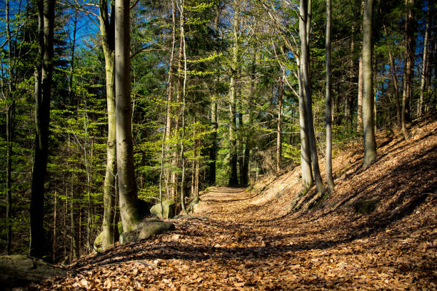 Path through the forest in the autumn in the bavarian forest