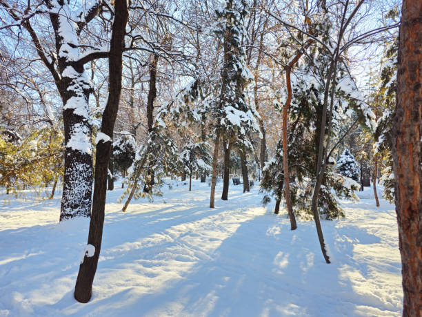 Snow-covered park in the city. Trees in snow, alley is snow-covered, early morning, winter sun is shining.