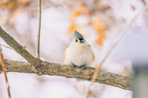 Tufted Titmouse
