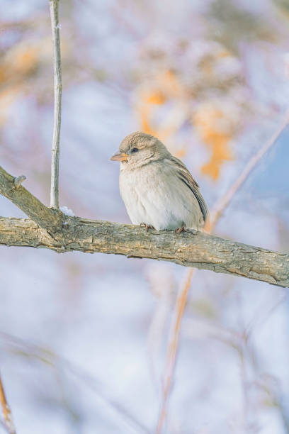 istock House Sparrow Resting on a Wooden Fence 2191675996