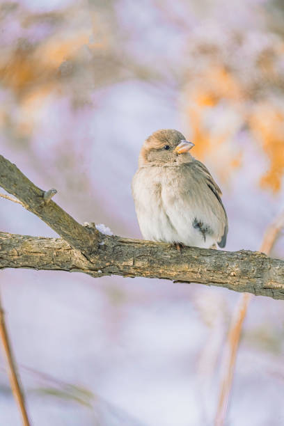 A charming shot of a house sparrow perched on a rustic wooden fence, surrounded by soft natural light. The image captures the bird's simple beauty and earthy tones, offering a glimpse into everyday wildlife. Perfect for nature enthusiasts, urban wildlife themes, and ecological projects.