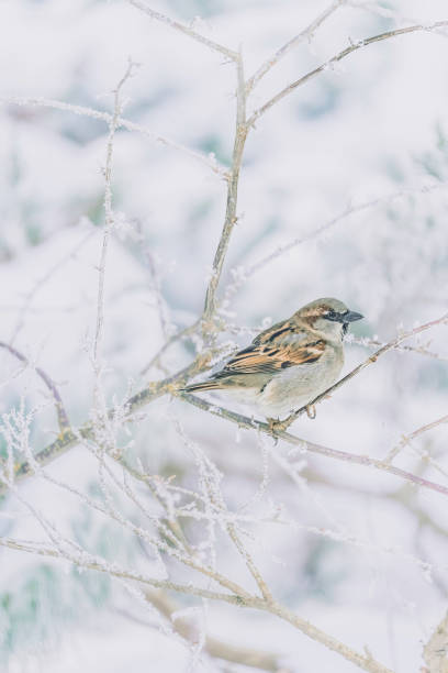 istock House Sparrow Resting on a Wooden Fence 2191676030