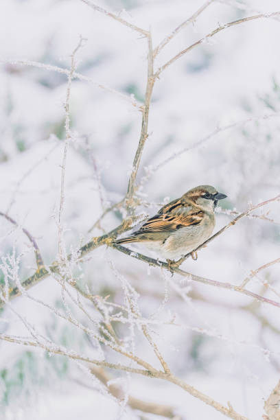 istock House Sparrow Resting on a Wooden Fence 2191676033