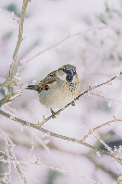 istock House Sparrow Resting on a Wooden Fence 2191676039