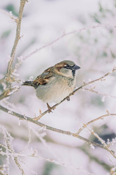 istock House Sparrow Resting on a Wooden Fence 2191676041