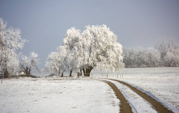 istock way to the frozen tree 2191676780