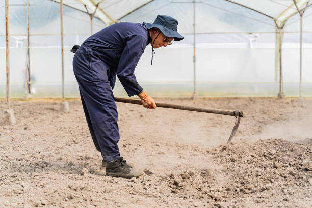 Farmer worker weeding on a greenhouse