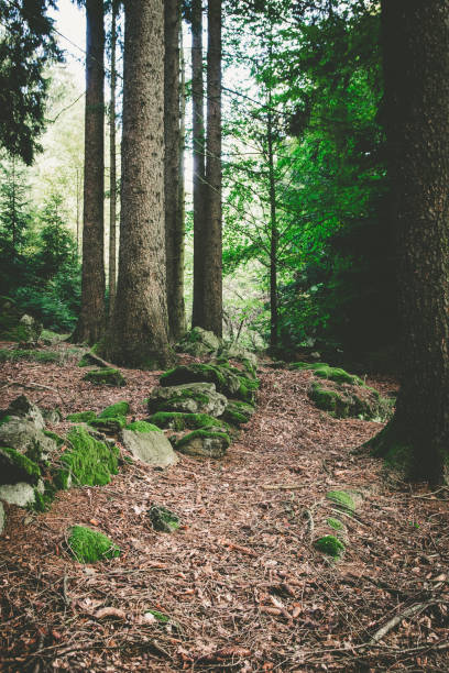 Stones and rocks with moss in the bavarian forest