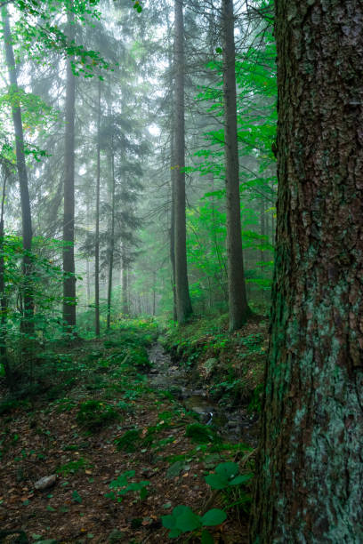 Green trees with fog in the bavarian forest