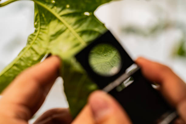 istock Close-up of a farmer worker analyzing plants on a greenhouse 2191678113