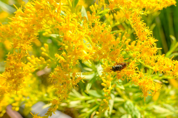 A dynamic shot of golden yellow goldenrod flowers in full bloom, accompanied by a bee enjoying its nectar, embodying the vibrancy of nature.