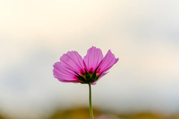 wild flowers in sunlight