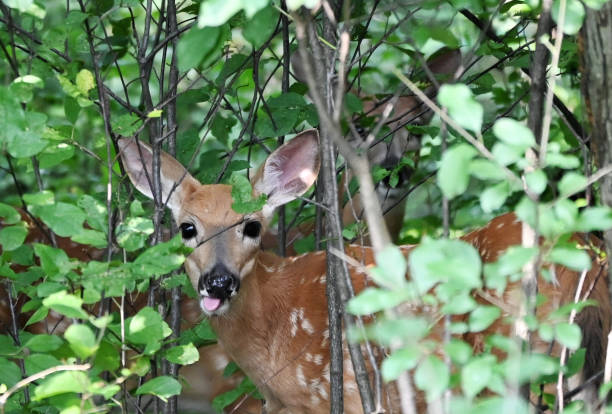 istock Two Fawns in the Forest 2191678836