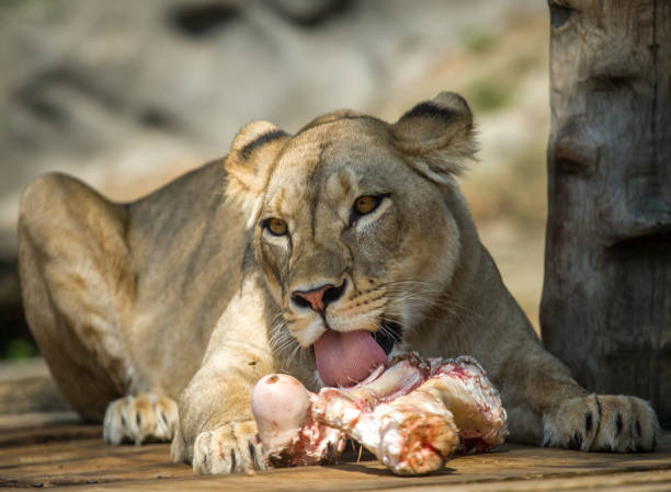 istock Female lion feasting 2191679021