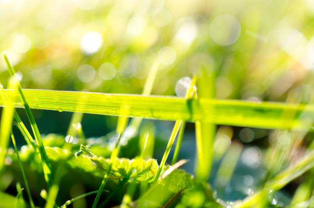 Green grass with dew and waterdrops on the grass