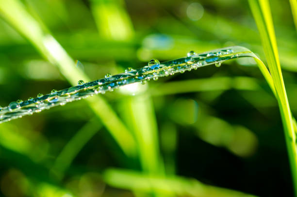 istock Green grass with dew and waterdrops on the grass 2191679086