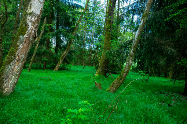 Green grass in the bavarian forest with trees