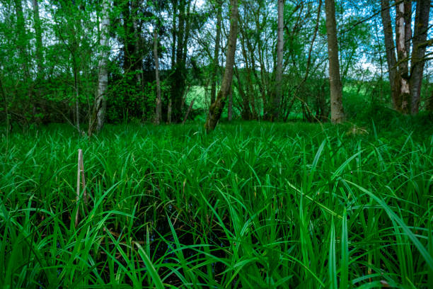 Green grass in the bavarian forest with trees