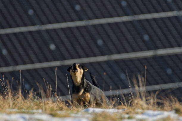 Dog guards his territory.