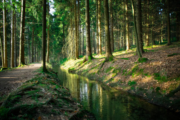 River in the bavarian forest with a lot of trees and a path