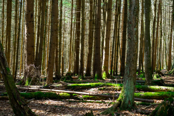 A lot of trees in the bavarian forest
