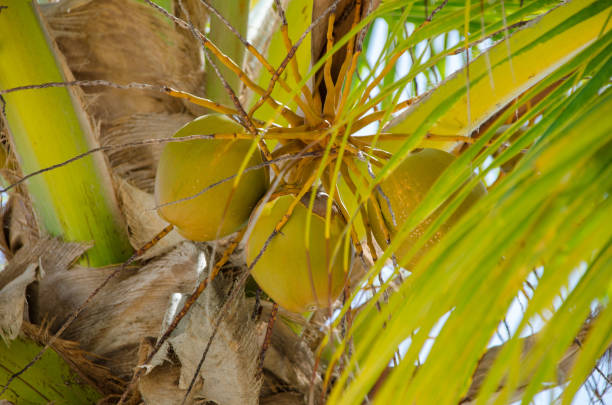 Palm with cocosnut in the Dominican Republic