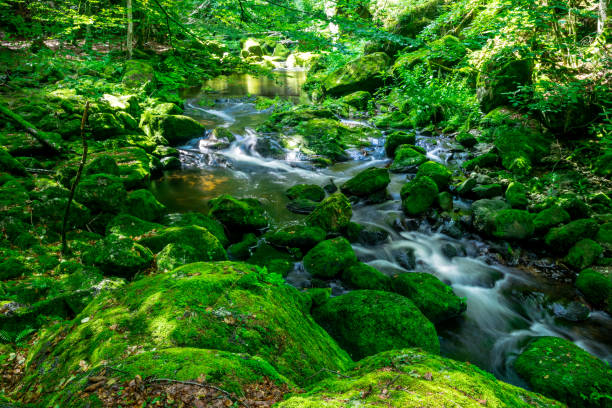 istock Creek with green Moss in the bavarian forest with great stones in front of 2191680092