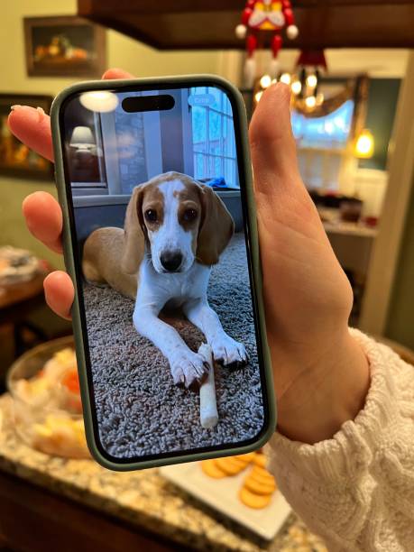 istock Photo of dog 2191680119