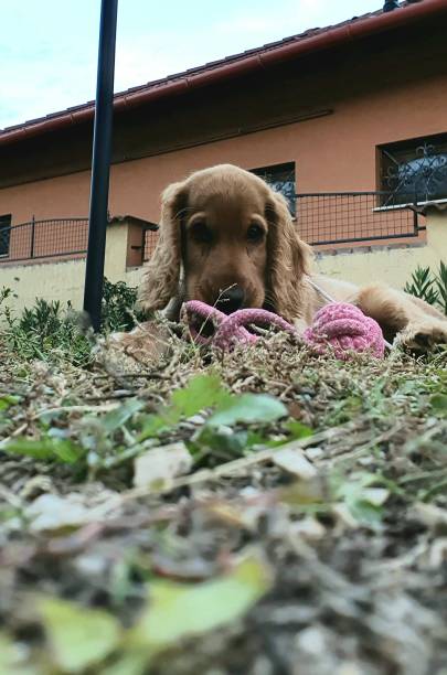 istock Animals, mammals, our dog, puppy 2191680352
