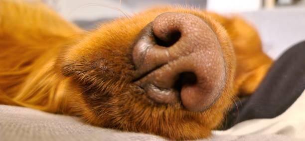 istock Animals, mammals, our dog, puppy 2191680360