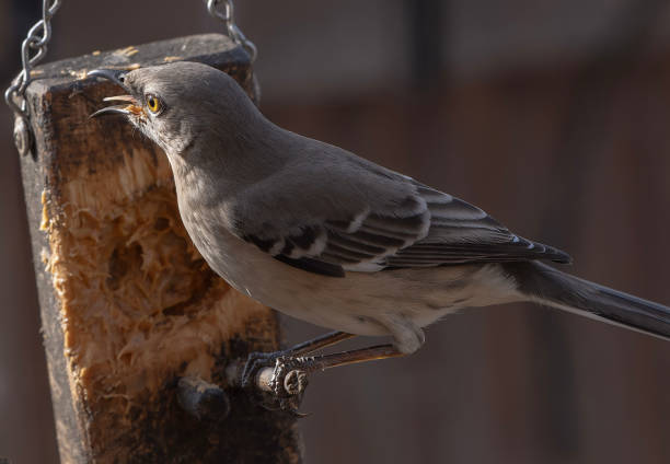 istock A Northern Mockingbird on a Peanut Butter bird feeder 2191680526