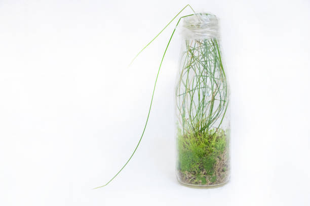 A glass bottle with long green grass inside, against a white background. This is a product photography image with a simple, clean style