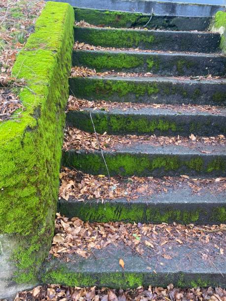 istock Leaves and Moss on Outdoor Steps 2191681150