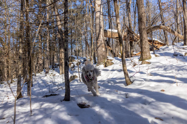 Energetic white poodle joyfully running through a serene snowy forest during winter, surrounded by towering trees, under bright sunlight, embodying playful fun, nature's beauty, and seasonal tranquility.