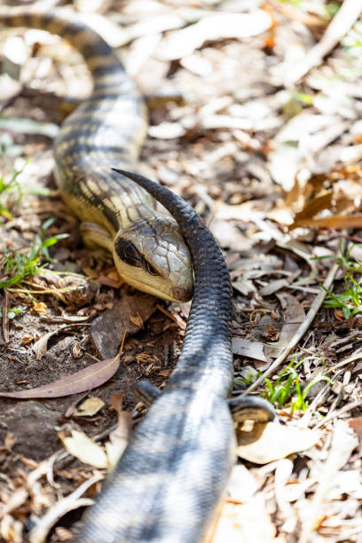 istock Closeup two Lizards, Blue-tongue, (Tiliqua nigrolutea) background with copy space 2191682794