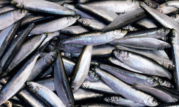 istock Fresh seafood catch of sardine fish 2191683750