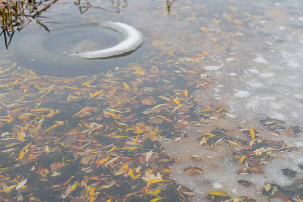 Close-up image of icy surface with debris, partially melted and textured, surrounded by water with brown leaves A circular object is partially submerged Scene suggests natural outdoor winter or ear