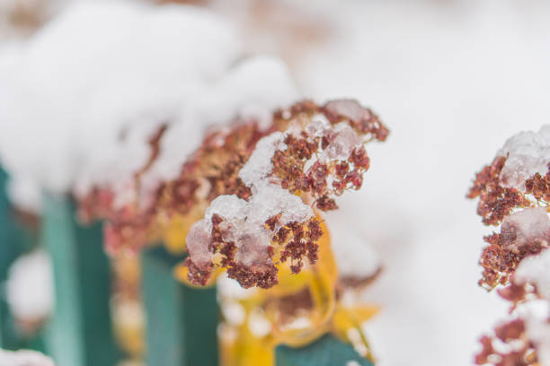 Close-up of snow-covered branches against a blurred background, intricate crystalline texture, cold weather, frost formation, shrub or bush, depth of field, muted color palette whites, grays, greeni