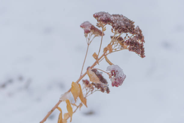 istock Close-up image of a wintry plant with snow, brownish hues, snow crystals, cold setting Emphasizes natures resilience in harsh weather conditions 2191684511