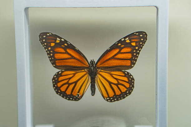 A Monarch butterfly is displayed within a clear, acrylic case The butterfly shows the typical orange and black wing pattern with white spots No additional objects or text are present